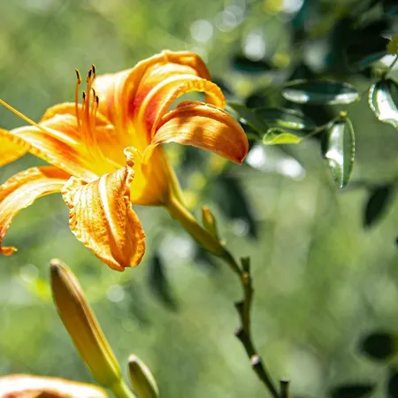 Apartament Costas Mesongí